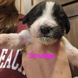 Smudge - White and black female Newfoundland puppy in Honey Grove, Pennsylvania from Heinrich Family Newfoundlands