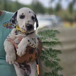 Yellow collar boy - White and black male Dalmatian puppy in Valley, Washington from Loving spots Dalmatians