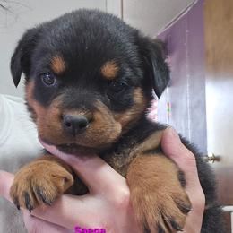 Saega - Black and mahogany female Rottweiler puppy in Tangent, Oregon from Raya's Royals