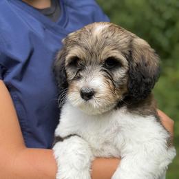 Girl 5 - female Golden Mountain Doodle puppy in Knoxville, Tennessee from RiverSong Doodles