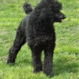 Poodle All Grown Up from Wunderlins Standard Poodles