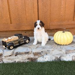 Kenny - Brown and white male Aussiedoodle puppy in Lavonia, Georgia from H & A Kennels