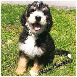 Bernedoodle and Goldendoodle Puppies from Bailey Mountain Doodles