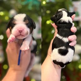 Cider - Tri-color male Cavapoo puppy in Linden, Michigan from Maple Drive Doodles