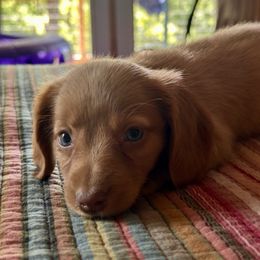 Dolly - Cream female Dachshund puppy in Brave, Pennsylvania from Woodland Edge Cattery & Kennel