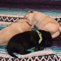 Labrador Retriever Puppies from Windfall Labs