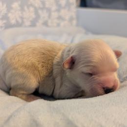 Bran - Cream male Goldendoodle puppy in Rockledge, Florida from Bellady's Shihpoos