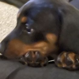 Dachshund Puppies from Cogsworth Cromwell Dachshunds of South West Michigan