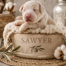 Sawyer (Red) - Brown and white male Aussiedoodle puppy in Byron, Georgia from Southern Olive Doodles 🫒
