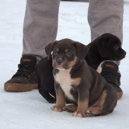 Barbecue - Blue tri-color male American Bully puppy in Orlinda, Tennessee from SimplyBullies