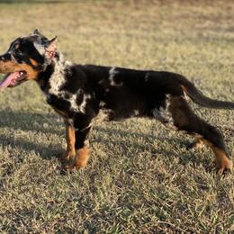 Beauceron and Doberman Pinscher Puppies from Elitehaus