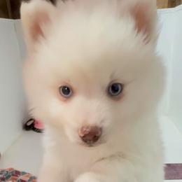 Frosty - White male Pomsky puppy in Spring Hill, Florida from PDQ Pomskies