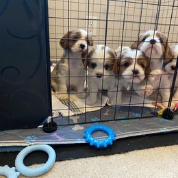 Cavalier King Charles Spaniel Puppies from Cavalier Castle