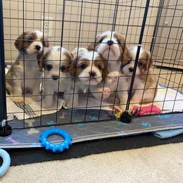 Cavalier King Charles Spaniel Puppies from Cavalier Castle