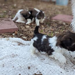Shih Tzu Puppies from We Shih Tzu Not!
