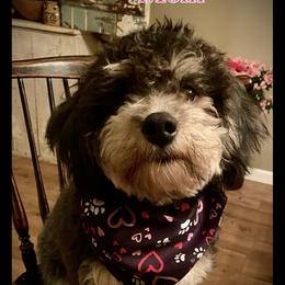 Coco - Bernedoodle