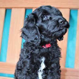 Goldendoodle Puppies from Warren Doodles