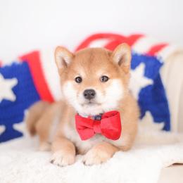 Chika - Red Girl - Red female Shiba Inu puppy in Neosho, Missouri from Sunny Terrace Shibas