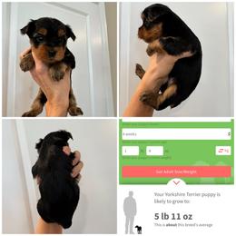 Scooter - Black and gold male Morkie puppy in Cleveland, Tennessee from Moody’s Morkies and More