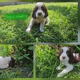 Boy 2 - Liver white and roan male English Springer Spaniel puppy in Lakeland, Georgia from A&N Hobby Farm