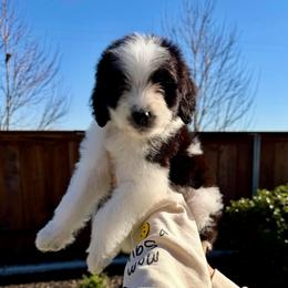 Clark - Black and white male Bernedoodle puppy in Yuba City, California from Ranch House Doodles