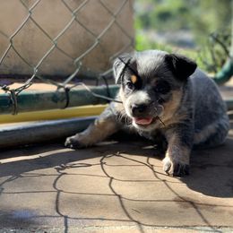 Australian Cattle Dog Puppies from Tin Roof Australian Cattle Dogs
