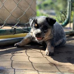 Australian Cattle Dog Puppies from Tin Roof Australian Cattle Dogs