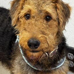 Winnie - Airedale Terrier
