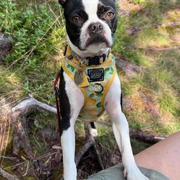 Boston Terriers from Blessed with Bostons