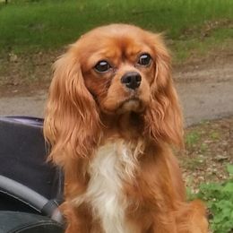 Cavalier King Charles Spaniels from Northern Cavaliers