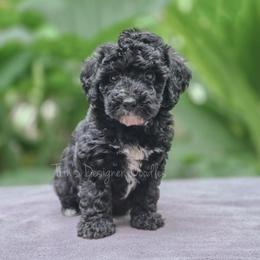 Elara - Black tri-color female Aussiedoodle puppy in Centreville, Mississippi from Trin's Designer Doodles