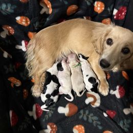 Girl - Piebald female Dachshund puppy in Spotsylvania Courthouse, Virginia from Doma Za Dachshunds