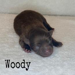 Woody - Chocolate male Pomeranian puppy in Lexington, Oklahoma from BooneDox Miniature Dachshunds