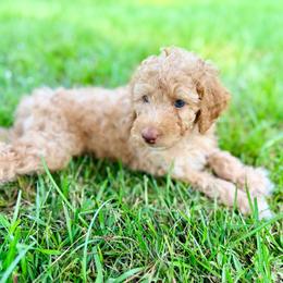 Boy2 - Apricot male Poodle puppy in Liberty, Texas from Poodles and Doodles Most Excellent Adventures