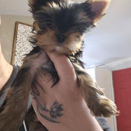 Boy 2 - Blue and gold male Yorkshire Terrier puppy in Hesperia, California from Diamond Doll Yorkies