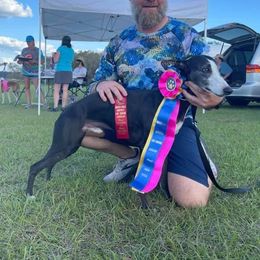 Gunner - Whippet