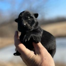 Trooper - Black male German Shepherd puppy in Milan, Illinois from Stonewick German Shepherds