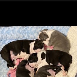 Boston Terrier Puppies from Lisa Wolfe's Boston Terriers