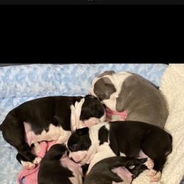 Boston Terrier Puppies from Lisa Wolfe's Boston Terriers