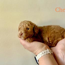 Cheerios - Red  male Goldendoodle puppy in Taylorsville, North Carolina from Heartfelt Doodles
