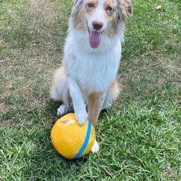 Biscuit - Australian Shepherd