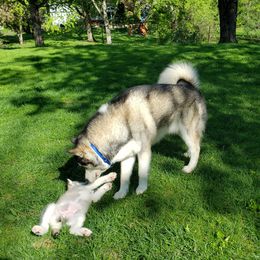 Alaskan Malamute Puppies from Delphi Alaskan Malamutes