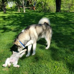 Alaskan Malamute Puppies from Delphi Alaskan Malamutes