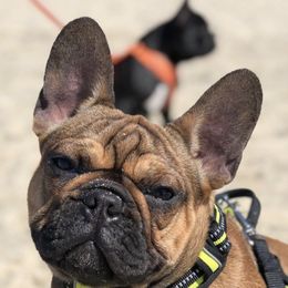 French Bulldogs from Moon Doggie Frenchie