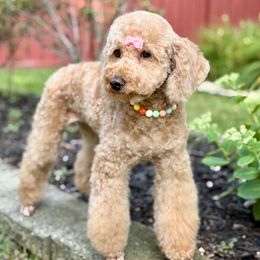 Dolly Lynn - Apricot female Poodle puppy in Munster, Indiana from Miranda’s Sunshine Poodles and Doodles