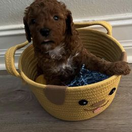 Cavapoo and Goldendoodle Puppies from Christianna’s Mini Goldendoodles