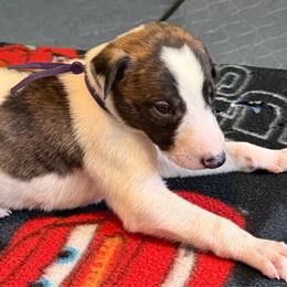 Boy 3 purple collar - White and red brindle male Greyhound puppy in Mesa, Arizona from ARK Greyhound Kennel LLC