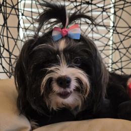 Mookie - Yorkshire Terrier