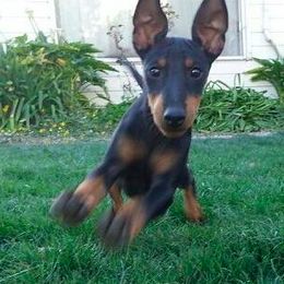 Manchester Terrier Puppies from Levendi
