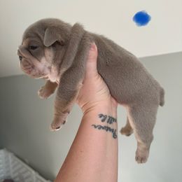 McGhee - Lilac tri-color male Bulldog puppy in Hernando, Mississippi from Blues City Bulldogs